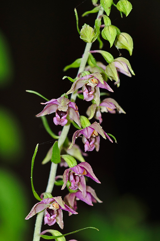 Epipactis_helleborine_LP0470_07_Titsey