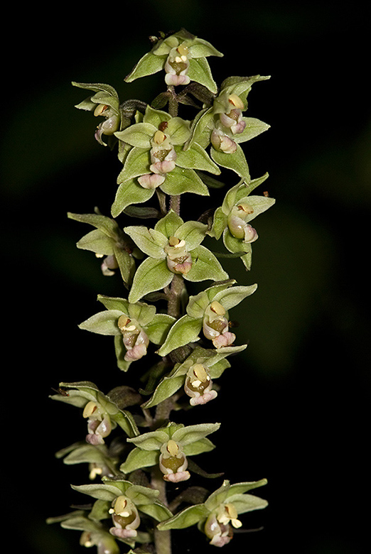 Epipactis_purpurata_LP0168_14_Dunsfold_Common