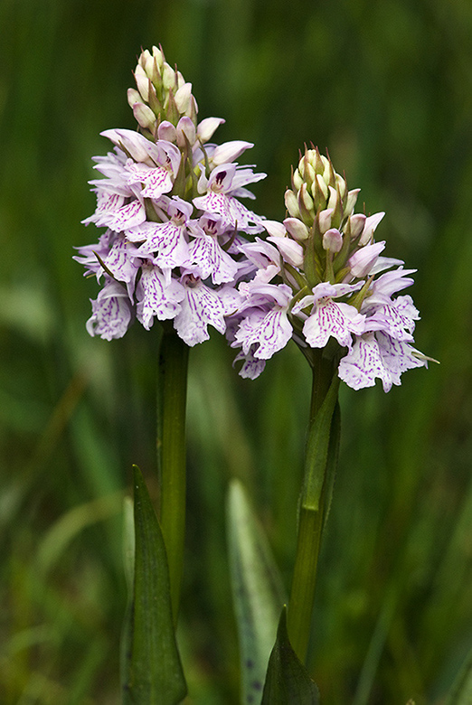 Dactylorhiza_maculata_LP0209_38_Haslemere