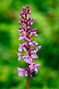 Gymnadenia_conopsea_LP0316_51_Fraser_Down