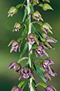 Epipactis_helleborine_LP0587_18_Titsey