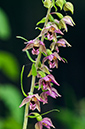 Epipactis_helleborine_LP0470_08_Titsey