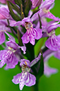 Dactylorhiza_x_grandis_LP0455_39_Kenley_Common