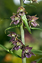 Epipactis_helleborine_LP0063_08_Woldingham