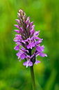 Dactylorhiza_x_grandis_LP0455_31_Kenley_Common