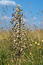 Himantoglossum_hircinum_LP0154_46_Guildford