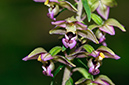 Epipactis_helleborine_LP0587_13_Titsey