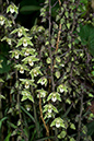 Epipactis_purpurata_LP0069_15_Box_Hill