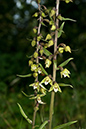 Epipactis_purpurata_LP0069_05_Box_Hill