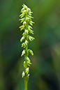 Herminium_monorchis_LP0153_05_Box_Hill