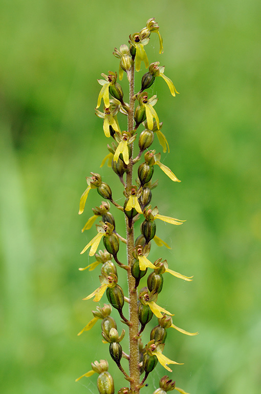 Neottia_ovata_LP0316_24_Fraser_Down