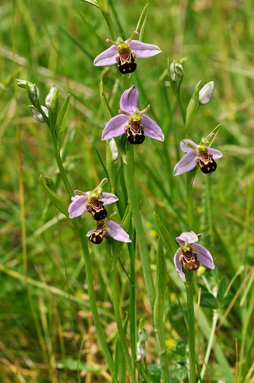 Ophrys_apifera_LP0407_66_Hurst_Park