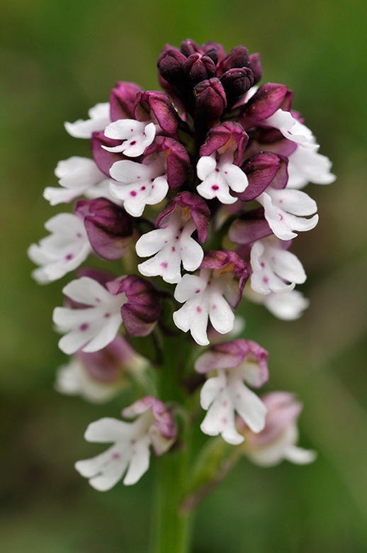 Neotinea_ustulata_LP0272_20_Mount_Caburn