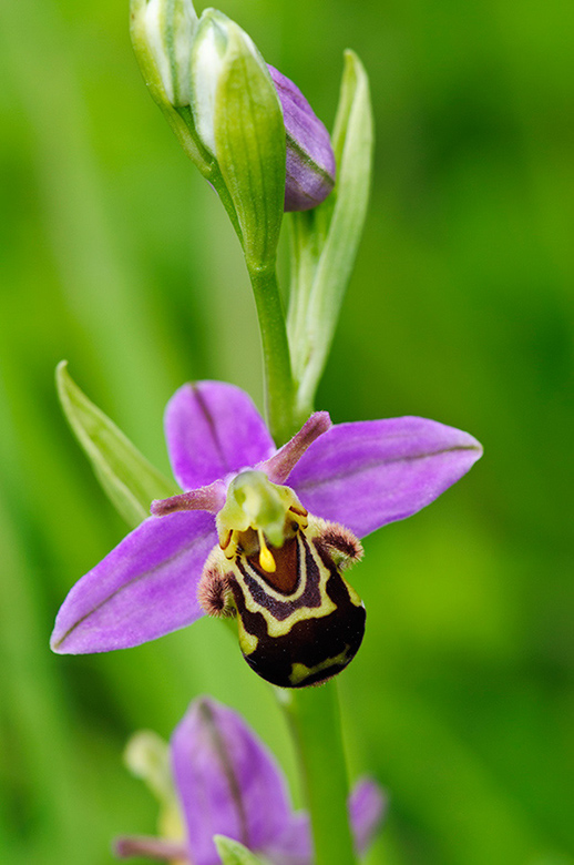 Ophrys_apifera_LP0458_09_Chipstead