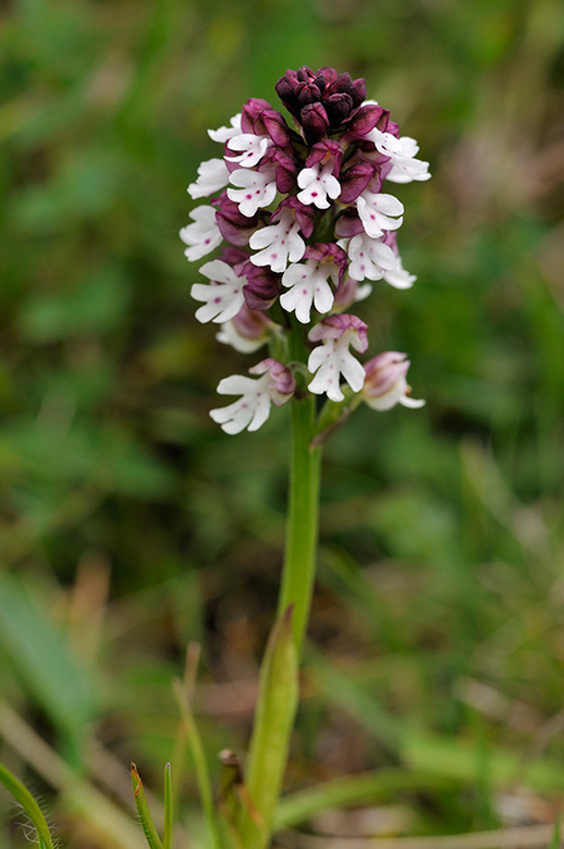 Neotinea_ustulata_LP0272_16_Mount_Caburn