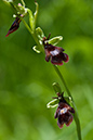 Ophrys_insectifera_LP0046_27_Yockletts