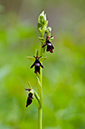 Ophrys_insectifera_LP0525_02_Chipstead_Downs