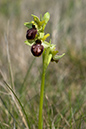 Ophrys_sphegodes_LP0040_01_Samphire_Hoe