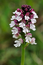 Neotinea_ustulata_LP0272_23_Mount_Caburn