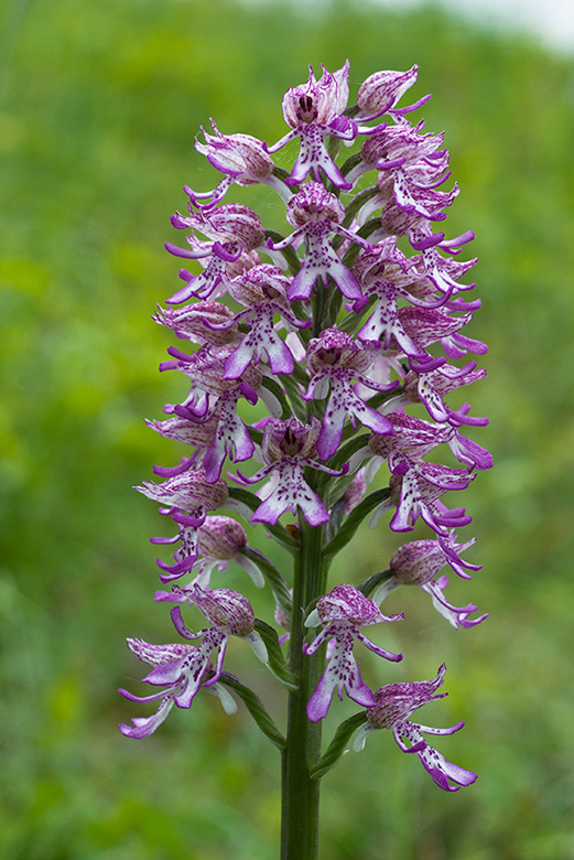 Orchis_x_angusticruris_LP0045_14_Hartslock