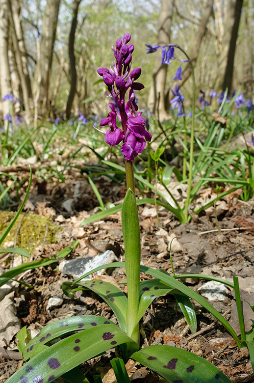 Orchis_mascula_LP0619_08_Frylands_Wood