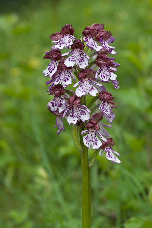 Orchis_purpurea_LP0045_25_Hartslock