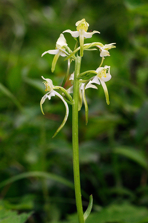 Platanthera_chlorantha_LP0367_25_Sheepleas