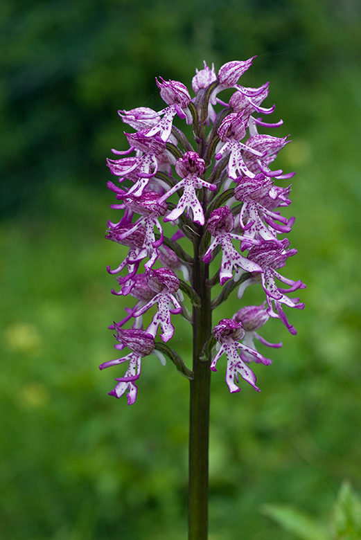 Orchis_x_angusticruris_LP0045_09_Hartslock