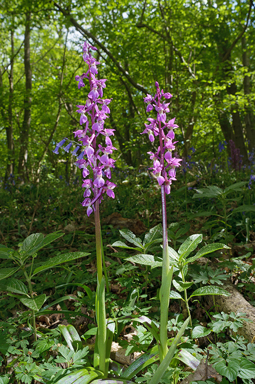 Orchis_mascula_LP0567_06_Frylands_Wood