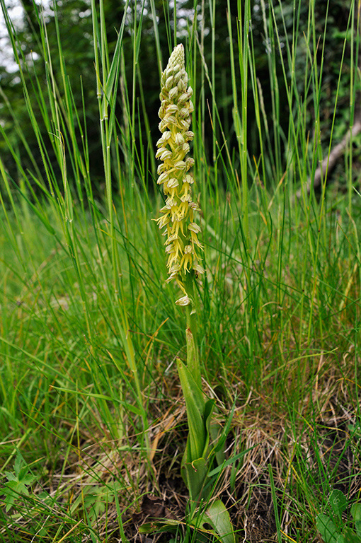 Orchis_anthropophora_LP0401_07_Box_Hill