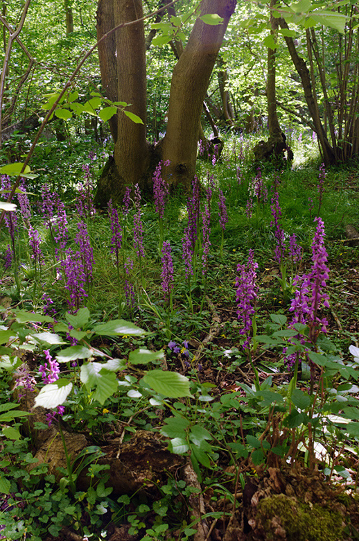 Orchis_mascula_LP0676_03_West_Horsley