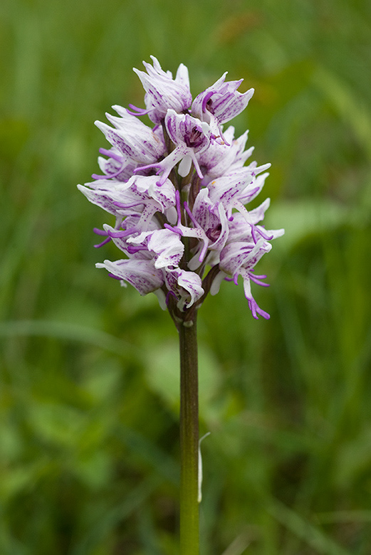 Orchis_simia_LP0045_74_Hartslock