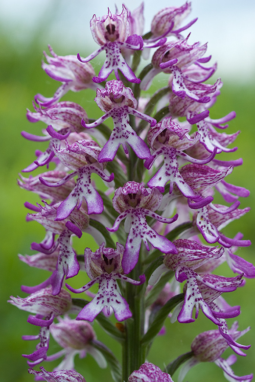 Orchis_x_angusticruris_LP0045_17_Hartslock