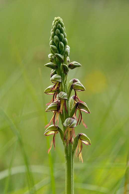 Orchis_anthropophora_LP0524_02_Box_Hill