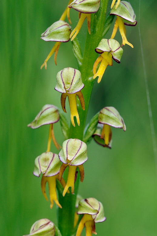 Orchis anthropophora_LP0314_08_Howell_Hill