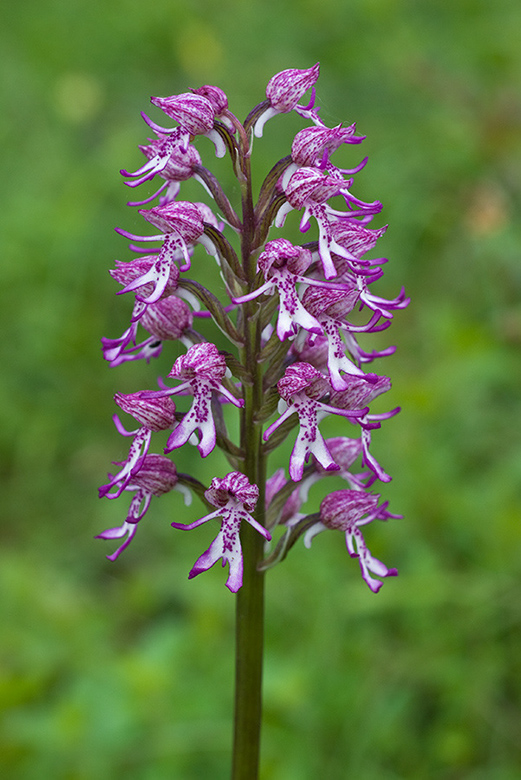 Orchis_x_angusticruris_LP0045_44_Hartslock