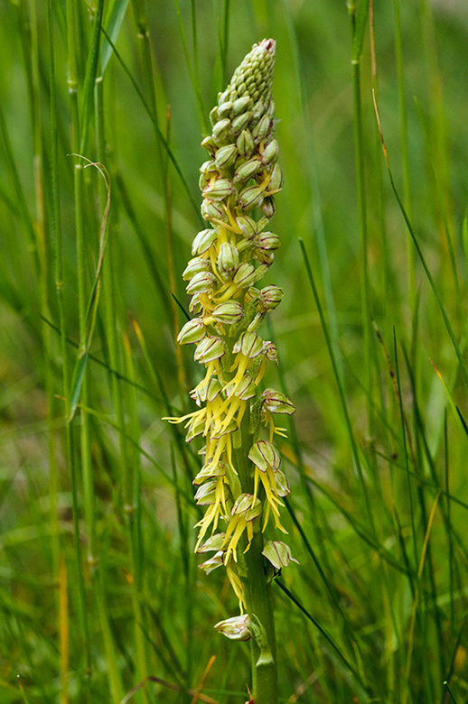 Orchis_anthropophora_LP0401_10_Box_Hill