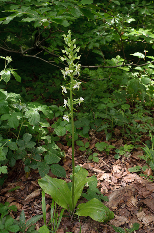 Platanthera_chlorantha_LP0575_19_Sheepleas