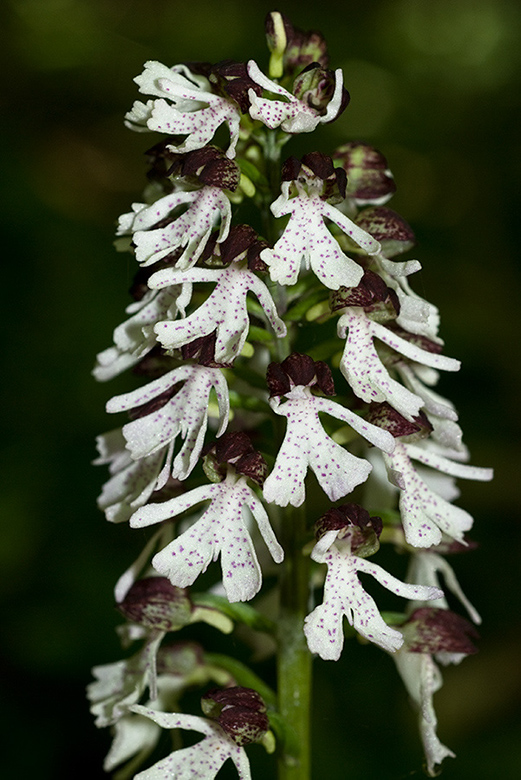 Orchis_purpurea_LP0046_08_Yockletts