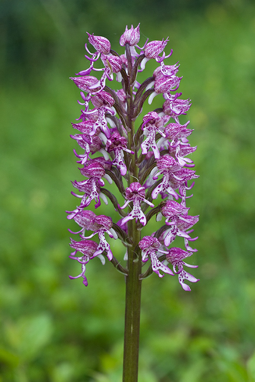 Orchis_x_angusticruris_LP0045_37_Hartslock