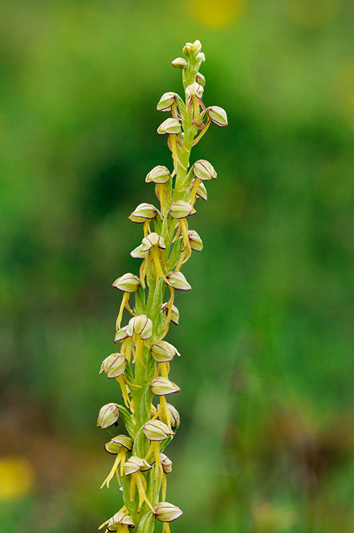 Orchis_anthropophora_LP0316_34_Fraser_Down