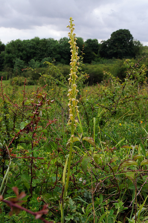 Orchis_anthropophora_LP0316_41_Fraser_Down