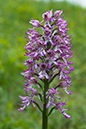 Orchis_x_angusticruris_LP0045_14_Hartslock