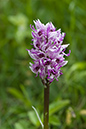 Orchis_simia_LP0045_18_Hartslock