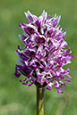 Orchis_simia_LP0047_20_Park_Gate
