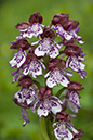 Orchis_purpurea_LP0045_32_Hartslock