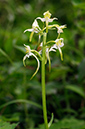 Platanthera_chlorantha_LP0367_25_Sheepleas