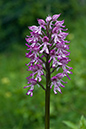 Orchis_x_angusticruris_LP0045_09_Hartslock