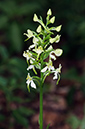 Platanthera_chlorantha_LP0575_18_Sheepleas