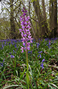 Orchis_mascula_LP0619_35_Frylands_Wood